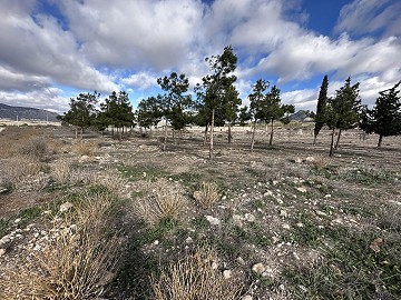Terrain à bâtir urbain à Salinas