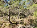 Detached country house between Monovar and Pinoso in Alicante Dream Homes API 1122