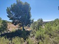 Detached country house between Monovar and Pinoso in Alicante Dream Homes API 1122