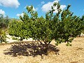 Grande maison de campagne, à distance de marche de la ville in Alicante Dream Homes API 1122