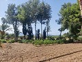 Country House with a pool and outbuildings in Alicante Dream Homes API 1122