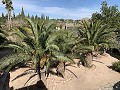 Villa mit 3 Schlafzimmern und 2 Bädern. Gehen Sie in die Stadt Novelda in Alicante Dream Homes API 1122
