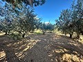 Landhuis om te renoveren in Jumilla in Alicante Dream Homes API 1122