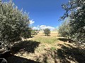 Landhuis om te renoveren in Jumilla in Alicante Dream Homes API 1122