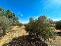 Enorme bouwkavels met ongelooflijk uitzicht in Yecla in Alicante Dream Homes API 1122