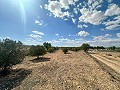 Enorme bouwkavels met ongelooflijk uitzicht in Yecla in Alicante Dream Homes API 1122