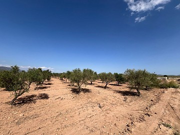 Gran Parcela de Terreno con Olivos