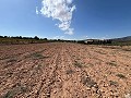 Großes Grundstück mit Olivenbäumen in Alicante Dream Homes API 1122
