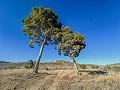 Immense maison à la campagne avec parcelles à Pinoso in Alicante Dream Homes API 1122