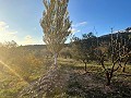 Groot Landhuis in Alicante Dream Homes API 1122
