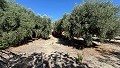 Beautiful Traditional 6 Bedroom Villa in Albatera in Alicante Dream Homes API 1122
